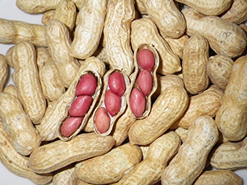 Tennessee Red Valencia Erbstück Erdnusssamen 5-8 Peanuts freiabblühenden von SVI