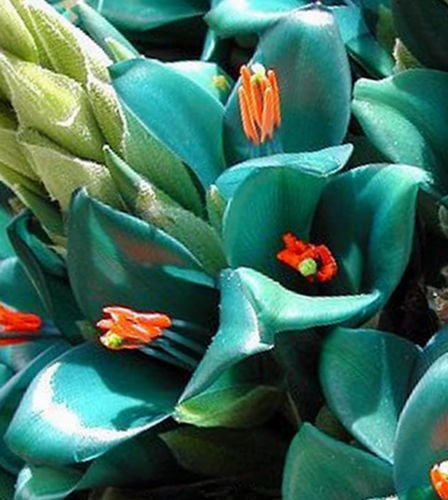 Turquoise Puya | 15+ Frische Samen | Puya berteroniana | Rare & Exotic Turquoise Puya | 15+ Frische Samen | Puya berteroniana | Rare & Exotic von SVI