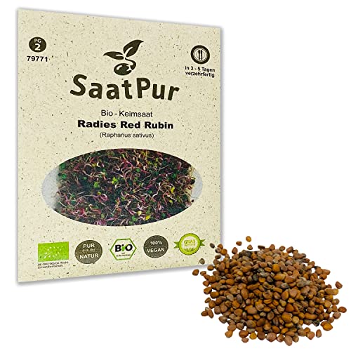 SaatPur Bio Keimsprossen - Radies Red Rubin - Keimsaat Sprossen Microgreens - 30g von SaatPur