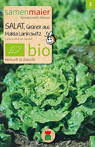 Salat Grüner aus Maria Lankowitz | Bio-Salatsamen von Samen Maier