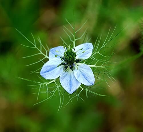 Echte Schwarzkümmel - Nigella sativa - 500 Samen Echte Schwarzkümmel - Nigella sativa - 500 Samen von Samen Schenker