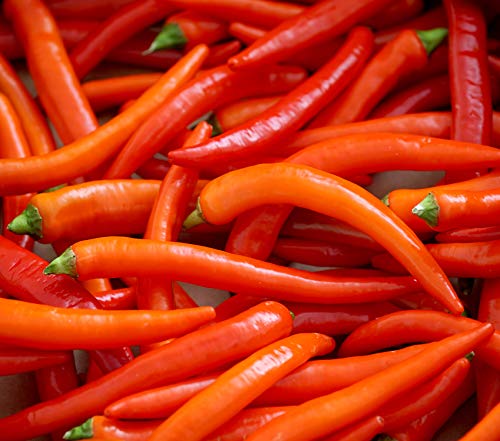 Hot Chili Pfeffer Cayenne - Intensiv und würzig - Pepper - 50 Samen von Samen Schenker