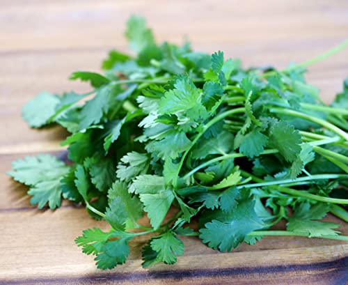 Marokkanischer Koriander - Coriandrum sativum - 200 Samen Marokkanischer Koriander - Coriandrum sativum - 200 Samen von Samen Schenker
