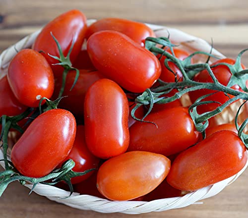 Tomate San Marzano 2 - Klassisch, aromatisch, ideal für Saucen - 50 Samen Tomate San Marzano 2 - Klassisch, aromatisch, ideal für Saucen - 50 Samen von Samen Schenker