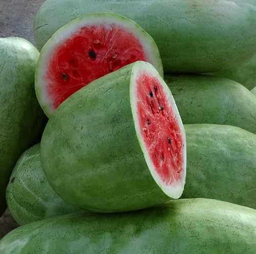 Wassermelone Charleston Gray - Gewicht: 10-15kg - Melone - Ein Klassiker mit süßem Geschmack - 20 Samen Wassermelone Charleston Gray - Gewicht: 10-15kg - Melone - Ein Klassiker mit süßem Geschmack - 20 Samen von Samen Schenker