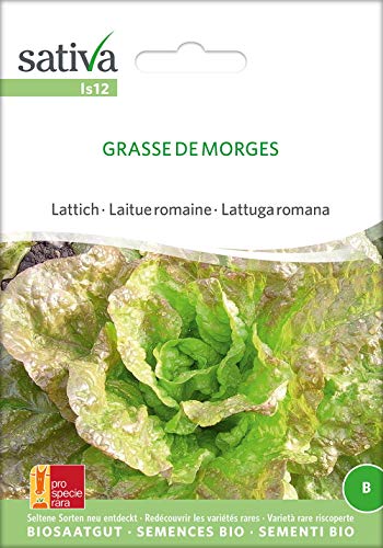 Lattich Grasse De Morges | Bio-Salatsamen von Sativa Rheinau