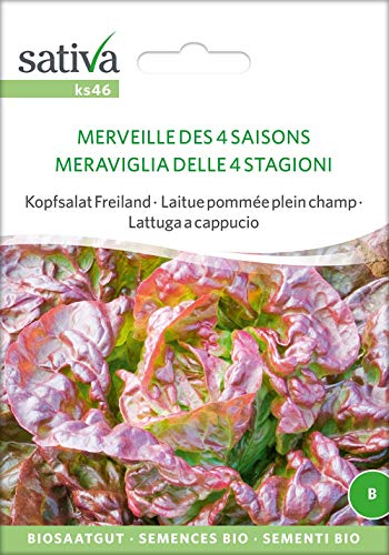 Sativa Rheinau ks46 Kopfsalat Freiland Merveille Des 4 Saisons (Bio-Salatsamen) von Sativa Rheinau