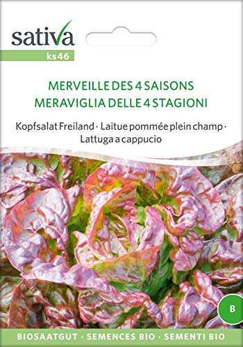 Sativa Rheinau ks46 Kopfsalat Freiland Merveille Des 4 Saisons (Bio-Salatsamen) von Sativa Rheinau