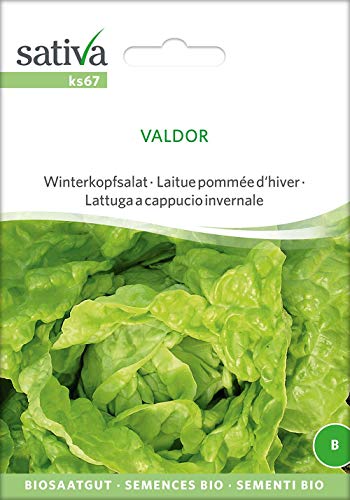 Sativa Rheinau ks67 Winterkopfsalat Valdor (Bio-Salatsamen) von Sativa Rheinau