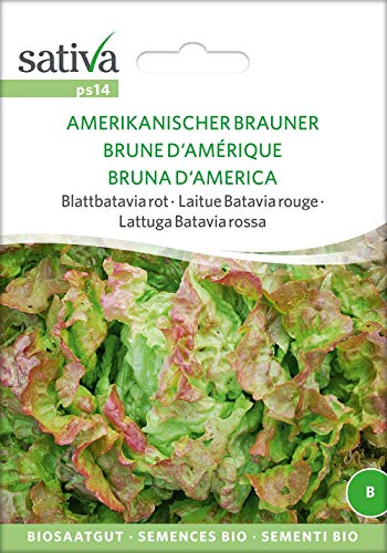 Sativa Rheinau ps14 Blattbatavia rot Amerikanischer Brauner [MHD 12/2018] (Bio-Salatsamen) [MHD 12/2018] von Sativa Rheinau
