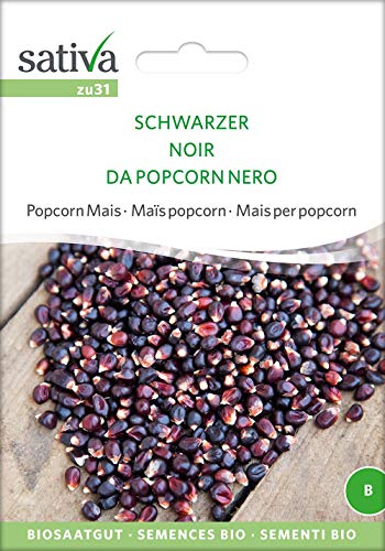 Sativa Rheinau zu31 Popcorn Mais Schwarzer (Bio-Maissamen) von Sativa Rheinau