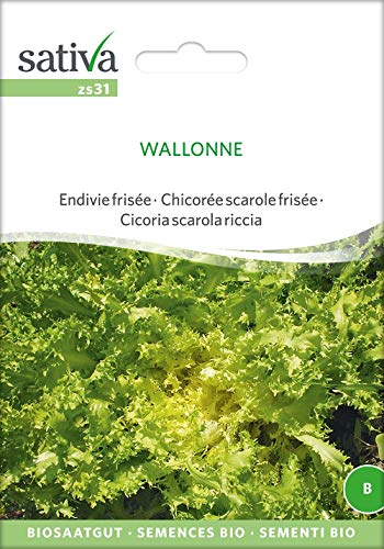 Sativa Endivie frisée Wallonne, Bio-Salatsamen, 1 Portionstüte von Sativa