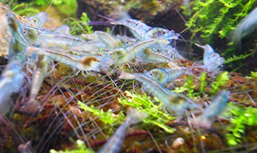 Blue Pearl Garnelen 10 Stück Shrimpfarm-Frankfurt Blue Pearl Garnelen 10 Stück Shrimpfarm-Frankfurt von Shrimpfarm-Frankfurt