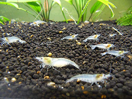 White Pearl Garnelen 10 Stück Shrimpfarm-Frankfurt White Pearl Garnelen 10 Stück Shrimpfarm-Frankfurt von Shrimpfarm-Frankfurt