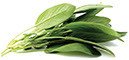 Salbei Nat. Extrakt 50 gr Salbei Nat. Extrakt 50 gr von Sosa modern Gastronomy