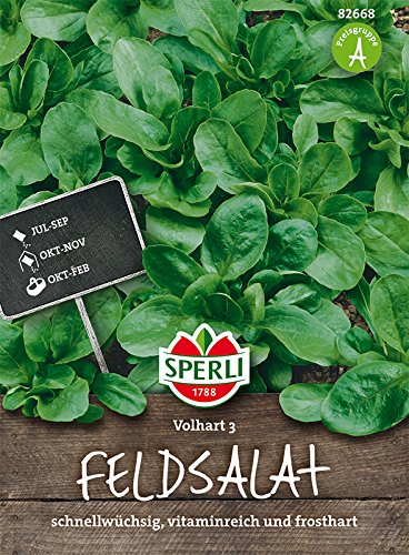 Feldsalat, 'Volhart 3' Feldsalat, 'Volhart 3' von Sperli