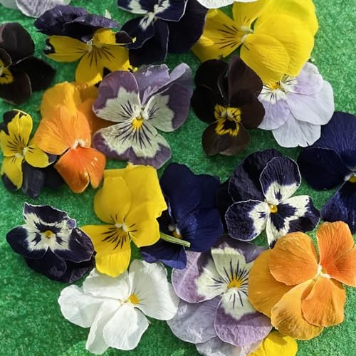 Essbare gefriergetrocknete kleine Stiefmütterchen (Viola) Blüten -20 Blütenköpfe Besuchen Sie den Shop für ein komplettes Sortiment (389) von Stripey Finds