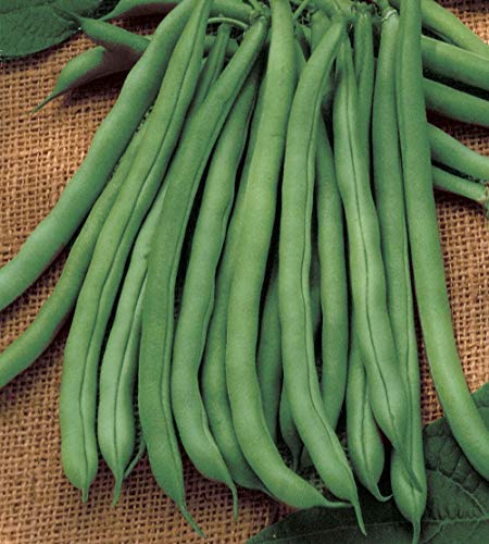 25 Blue Lake 274 Greenpod Buschbohnensamen - Heirloom Garden Beans 25 Blue Lake 274 Greenpod Buschbohnensamen - Heirloom Garden Beans von SwansGreen