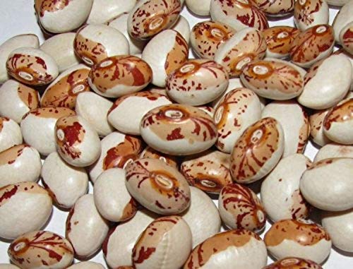 5,6 g BIO Hidatsa Shield Bean Seeds ~ 20 ct Pole Variety Open Pollinated 5,6 g BIO Hidatsa Shield Bean Seeds ~ 20 ct Pole Variety Open Pollinated von SwansGreen