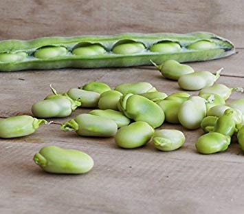 Frühe Thorogreen Bohne 50 Samen Heirloom Non GMO CombSH K46 Frühe Thorogreen Bohne 50 Samen Heirloom Non GMO CombSH K46 von SwansGreen