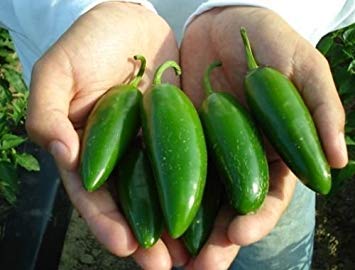 JALAPENO PEPPER BULK 300 SAMEN POPPERS STUFFED SALSA HEAVY YIELDING JALAPENO PEPPER BULK 300 SAMEN POPPERS STUFFED SALSA HEAVY YIELDING von SwansGreen