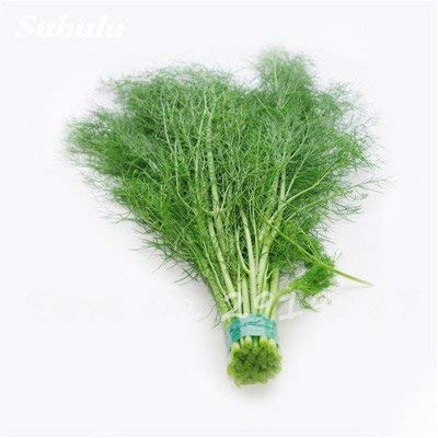 Swansgreen 10 : 100Pcs Europe Fragrant Bulb Fennel Seeds Organic Vegetable Rich Aroma Cooking Spices Anise Flavor Use In Soups,Salads,Stir-Fries 10 Swansgreen 10 : 100Pcs Europe Fragrant Bulb Fennel Seeds Organic Vegetable Rich Aroma Cooking Spices Anise Flavor Use In Soups,Salads,Stir-Fries 10 von SwansGreen
