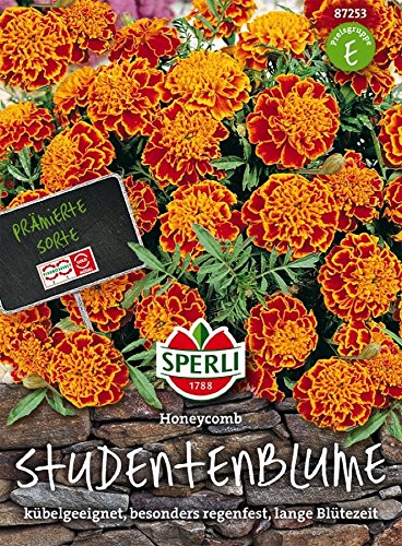 Studentenblume, Honeycomb Studentenblume, Honeycomb von TOM-GARTEN