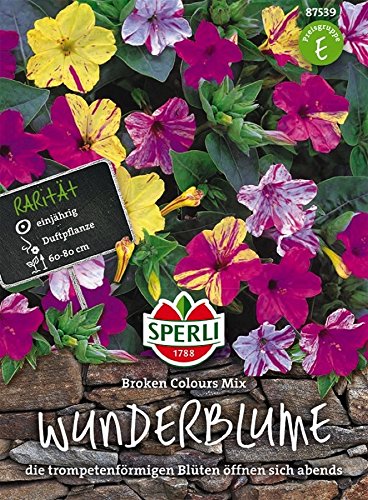 Wunderblume, Broken-Colours Mix Wunderblume, Broken-Colours Mix von TOM-GARTEN