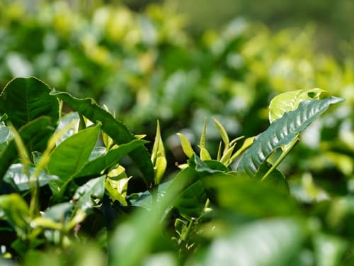 teemando® BIO Halbfermentierter Tee Nordindien k.b.A. Liza Hill Oolong Second Flush DE-ÖKO-006. 1 kg von Teemando