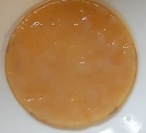 Bio-Kombucha Scoby, verschiedene Größen von The Kefir Collection