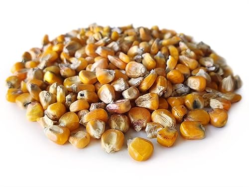 Tigernuessekaufen.de Mais Gelb 20KG | Karpfen Futter Tigernuessekaufen.de Mais Gelb 20KG | Karpfen Futter von Tijgernotenkopen.nl
