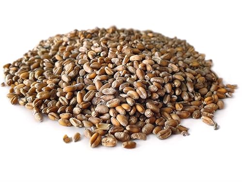 Tigernuessekaufen.de Weizen 20KG | Karpfen Futter Tigernuessekaufen.de Weizen 20KG | Karpfen Futter von Tijgernotenkopen.nl