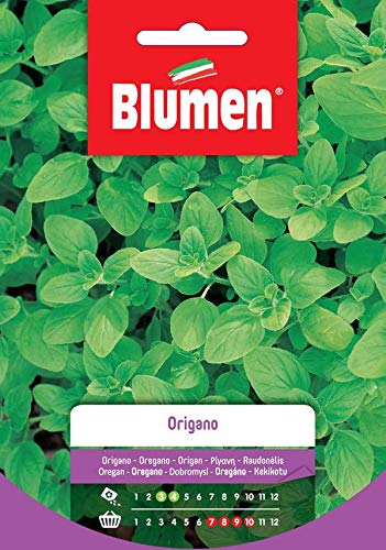 Oregano Oregano von Blumen