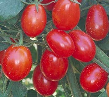 VISA STORE 20 Samen von Tomaten - Tomaten Fruited von VISA STORE