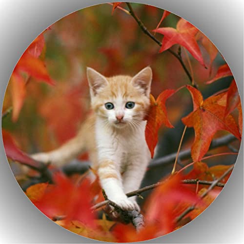 Fondant Tortenaufleger Tortenbild Geburtstag Katze/Katzen T21 Fondant Tortenaufleger Tortenbild Geburtstag Katze/Katzen T21 von VSW