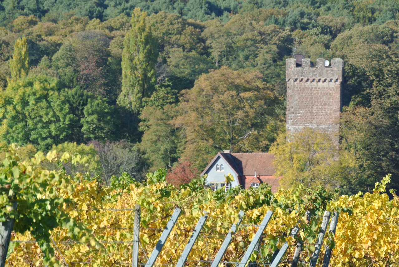 Die Pfalz im Glas – Großer Weinabend mit 12 Pfälzer Weinen Die Pfalz im Glas – Großer Weinabend mit 12 Pfälzer Weinen von Vinocentral