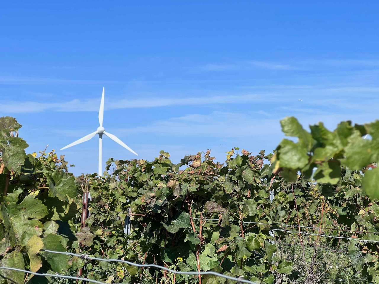 Hotspot deutscher Weinkultur – Großer Weinabend mit 12 rheinhessischen Weinen Hotspot deutscher Weinkultur – Großer Weinabend mit 12 rheinhessischen Weinen von Vinocentral