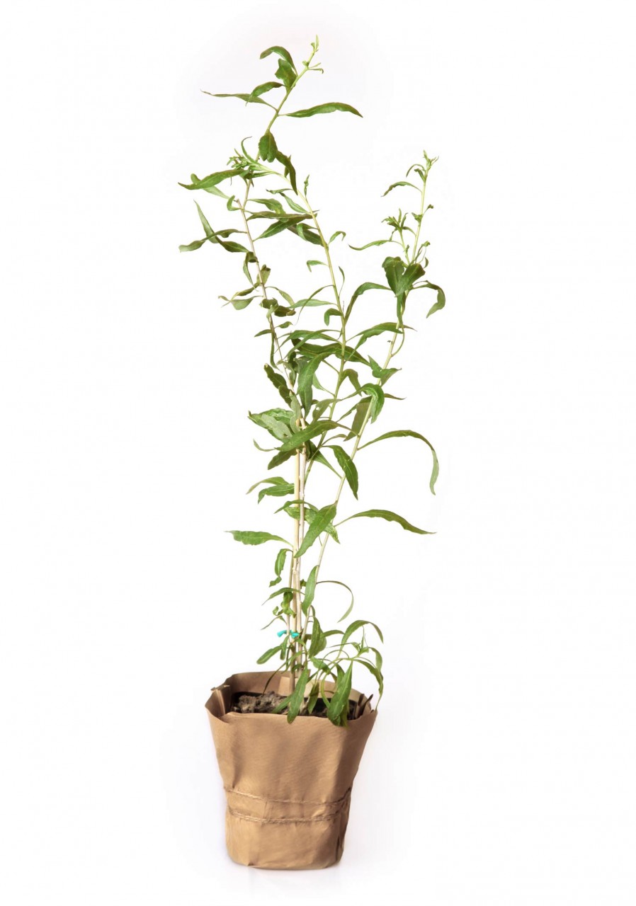Bio-Goji-Pflanze "Turgidus" (lycium barbarum) von Vitavitee