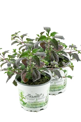 2er Set Aztekisches Süßkraut, die alternative zu Stevia,Süßkraut,Lippia dulcis von WESELER KRÄUTERPARADIES - GÄRTNEREI ENSELEIT
