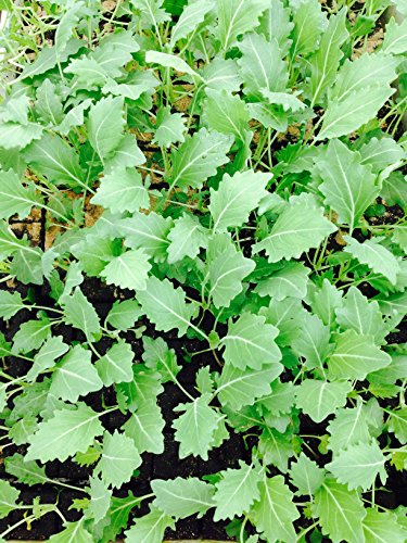 Kohlrabi weiß, Kohlrabi im 10er Pack, Gemüse Pflanzen, Jungpflanzen Kohlrabi weiß, Kohlrabi im 10er Pack, Gemüse Pflanzen, Jungpflanzen von WESELER KRÄUTERPARADIES - GÄRTNEREI ENSELEIT