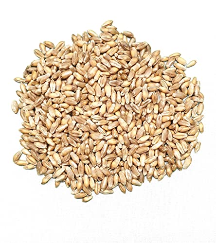 12,5 kg WIDU Bio Triticale Getreide zum Kochen und Backen von WIDU