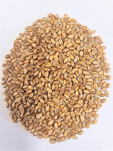 WIDU Bio Weizen geeignet zum Backen Getreide Ganzes Korn 25 KG Getreidesack von WIDU