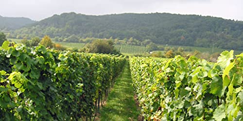 Mosbacher Riesling Forster Pechstein Grosses Gewächs 2020 Mosbacher Riesling Forster Pechstein Grosses Gewächs 2020 von Weingut Georg Mosbacher