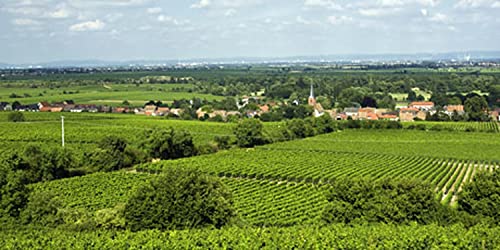 Mosbacher Riesling Forster Ungeheuer Grosses Gewächs - 2020 Mosbacher Riesling Forster Ungeheuer Grosses Gewächs - 2020 von Weingut Georg Mosbacher