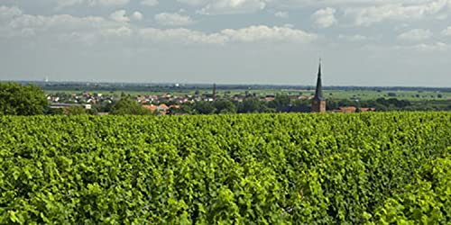 Riesling Deidesheimer Langenmorgen Grosses Gewächs - 2019 - Mosbacher Riesling Deidesheimer Langenmorgen Grosses Gewächs - 2019 - Mosbacher von Weingut Georg Mosbacher