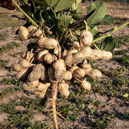 10 Stück einjährige Erdnusssamen die in einem Hausgarten auf dem Dach als Gemüse angebaut werden können Geeignet für Anfänger um das Interesse am Pflanzen zu wecken von ZJDJXMC
