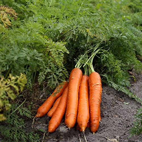 100 Stück Karotten samen Gemüse das das ganze Jahr über gepflanzt Wird Frischer Garten Schaffen Sie einen luxuriösen Garten Tolles Geschenk für Erwachsene von ZJDJXMC