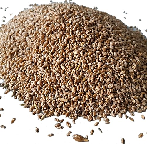 Rätze-Mühle Weizen Ganzkorn 25kg Futterweizen Futtermittel Rätze-Mühle Weizen Ganzkorn 25kg Futterweizen Futtermittel von Zanasta