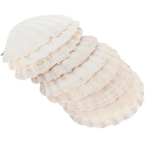 Zerodeko 10 Stück Natürliche Muscheln Große Muscheln Bastelmuscheln Dekorationen Ornament Muscheln Jakobsmuscheln Basteln Jakobsmuschelschalen Basteln DIY Muscheln Muschel Zerodeko 10 Stück Natürliche Muscheln Große Muscheln Bastelmuscheln Dekorationen Ornament Muscheln Jakobsmuscheln Basteln Jakobsmuschelschalen Basteln DIY Muscheln Muschel von Zerodeko