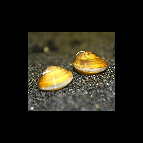 5 Stück Corbicula spec. Tropische Zwergrillenmuschel - Körbchenmuschel 5 Stück Corbicula spec. Tropische Zwergrillenmuschel - Körbchenmuschel von Zierfischtreff.de
